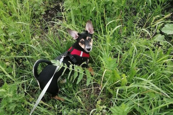 Кинолог Голубев назвал причины, по которым собака может отказываться от прогулки